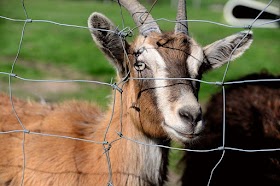 Goat Farming Business Plan