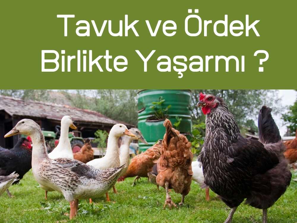 Tavuk ve Ördek Birlikte Yaşarmı ?