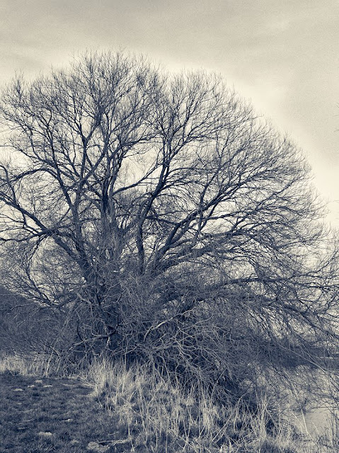 Ein einzelener Baum in schwarzweiß