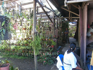 Poring Orchid Conservation Center (POCC)