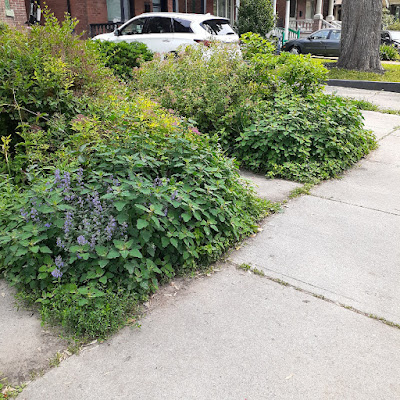 Toronto Riverdale Front Garden Cleanup Before by Paul Jung Gardening Services--an Organic Gardening Company