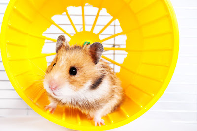 jouet hamster