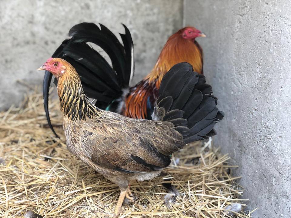 gamefowl hen chickens laying eggs