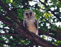 barred owl