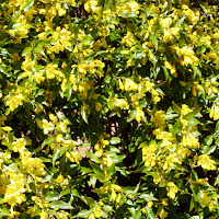 Carolina Jessamine - Gelsemium sempervirens