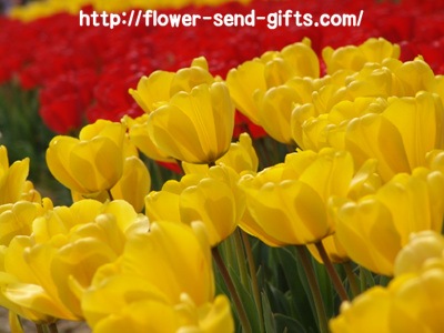 tulip-DSC09069