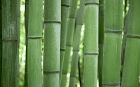 Bamboo Grove2