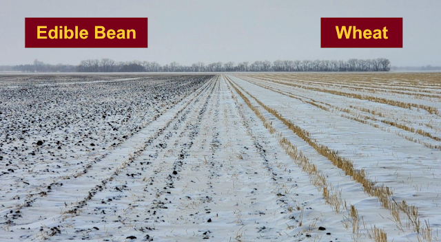 edible beans wheat wind erosion nutrient loss soil cost farmers fertilizer minnesota