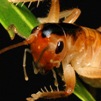 Glomeremus