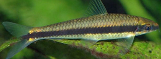 Ikan SAE (Siamese Algae Eater)
