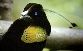 Cendrawasih Parotia Lawesii