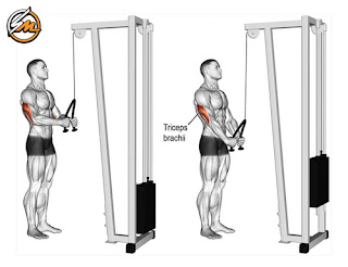 Build Rock-Solid Shoulders & Triceps for Unmatched Strength & Definition