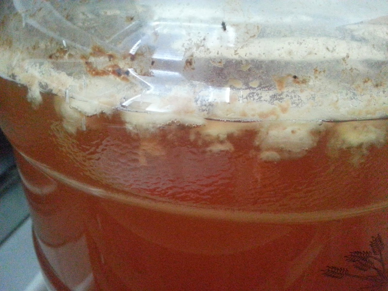 Spontaneous Fermentation Project Part 9 -- week 21 of fermentation