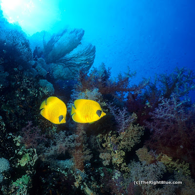 Masked Butterflyfish (Chaetodon semilarvatus)