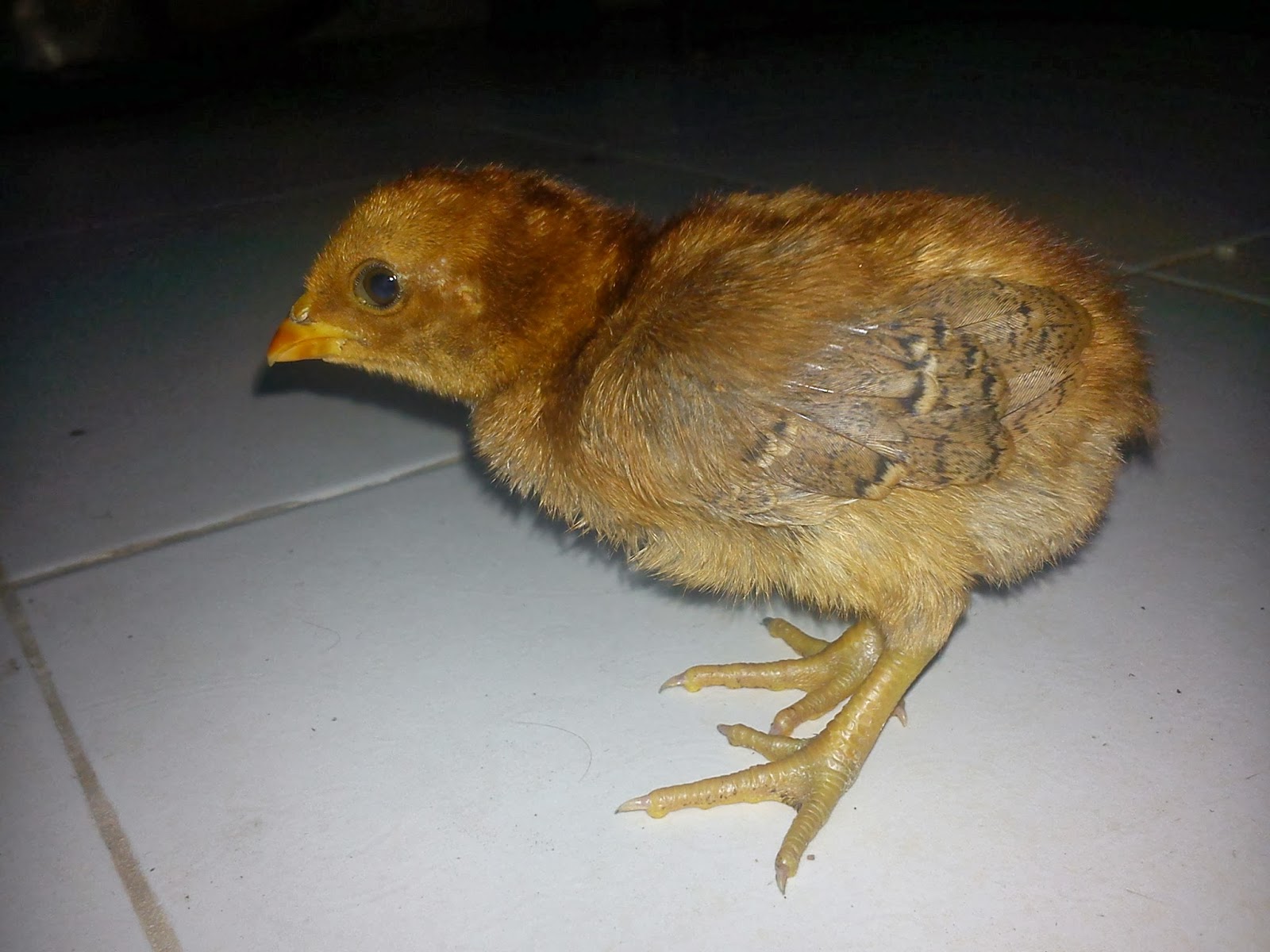 Pembiak Ayam  Ratu LHK dan SG Untuk dijual 2021 For sale 2021