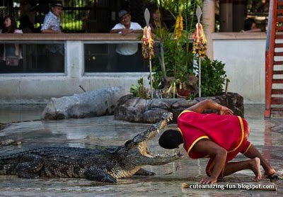 crocodile picture