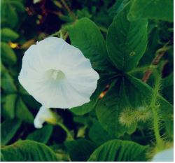 Agronomic viability of arugula, A functional vegetable, under the residual effect of hairy woodrose (Merremia aegyptia L.), rooster tree (Calotropis procera) and kill pasture (Senna uniflora) in the semiarid region