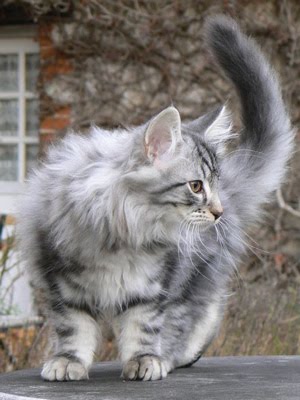 Norwegian Forest Cat: Silver Tabby Norwegian Forest Cat