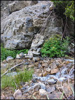 Clusters of Columbine on the opposite side of the stream.