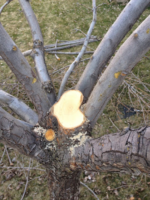 Cutting the Leader Will Open the Center of a Tree