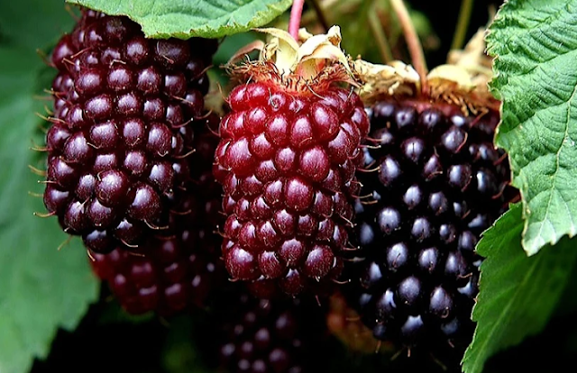 The Power of Purple: Boysenberries and Their Nutritional Magic