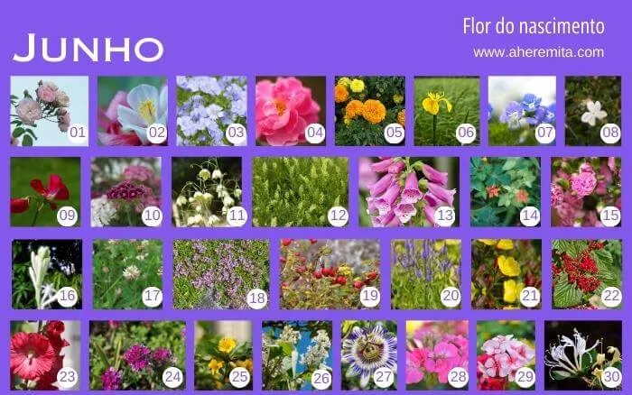 flores-que-representam-os-dias-do-mes-de-junho-organizados-em-um-calendario-segundo-a-cultura-coreana