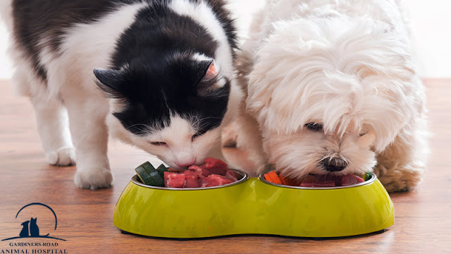 Pet Nutrition Kingston - Why Every Pet Should See a Pet Nutritionist