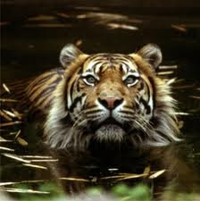 Sumatran Tiger : Safe The Animal