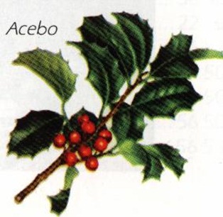 acebo