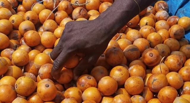 5 interesting health benefits of Agbalumo (African star apple) 