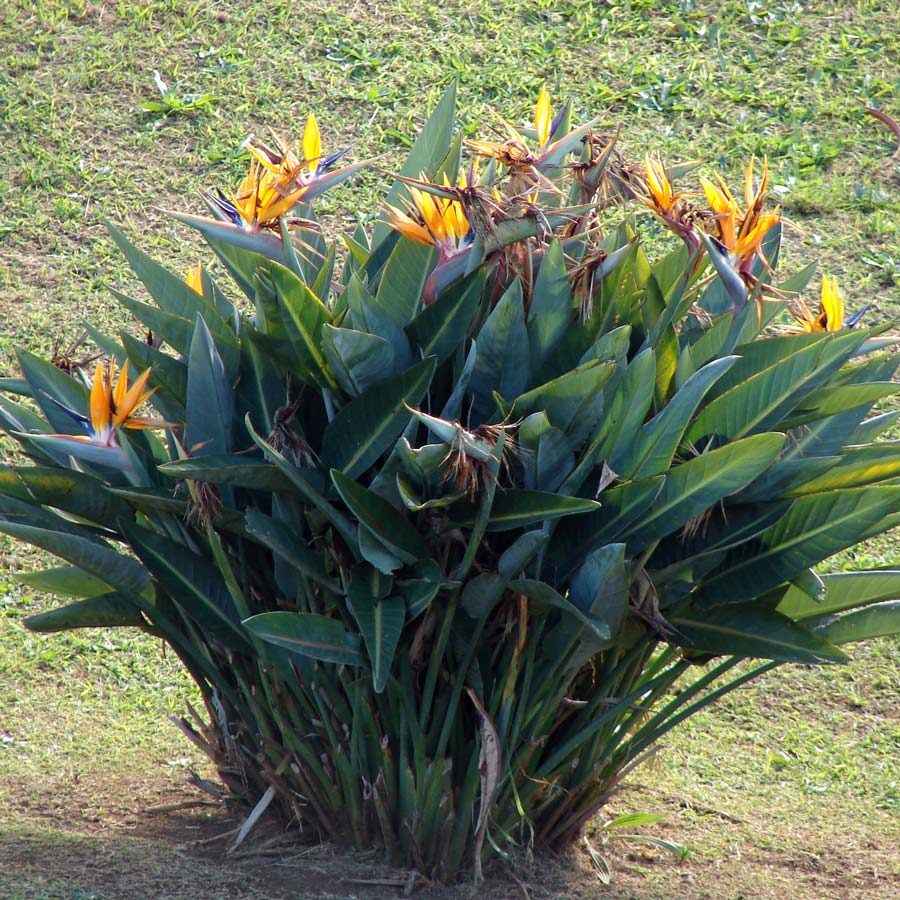 Planta Strelitzia reginae «Ave del paraiso» flor pájaro