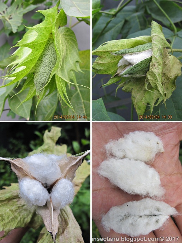 buah kapas