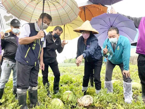 ▲彰化縣長王惠美近日前往勘查西瓜受損情形。（圖／彰化縣政府提供）