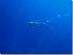 ハワイ島でイルカと泳ぐ