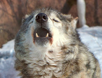 Wolf Howling - Photo by Анатолий Чесноков on Unsplash