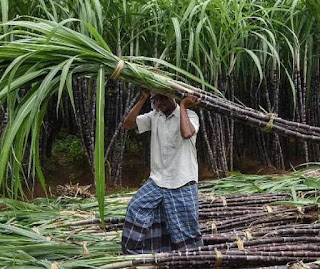 उसतोड कामगारांनी ग्रामपंचायतकडे नोंदणी करावी - Sugar cane workers should register with Gram Panchayat