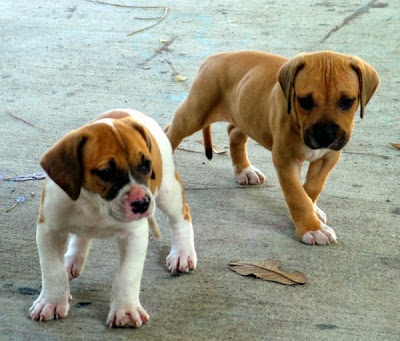 American Bulldog puppies