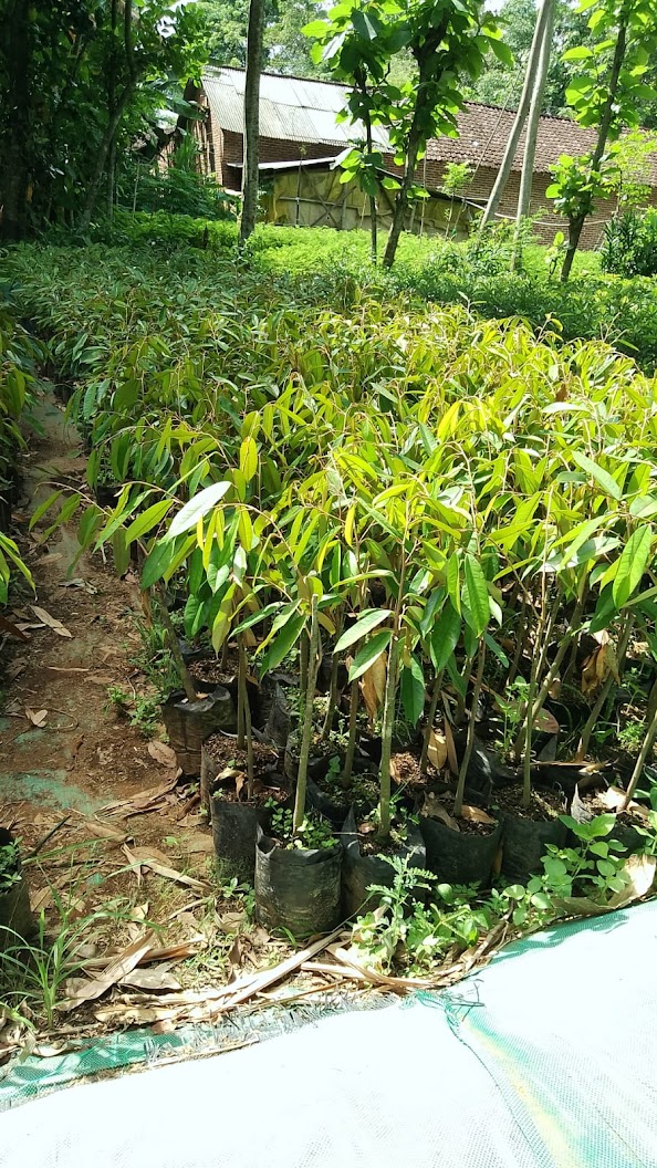 bibit buah durian merah tanaman unggul siap kirim indonesia Cengkareng