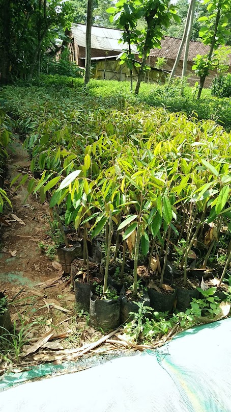 bibit buah durian merah okulasi bisa tanam cepat berbuah pusat tanaman terlengkap Jawa Timur