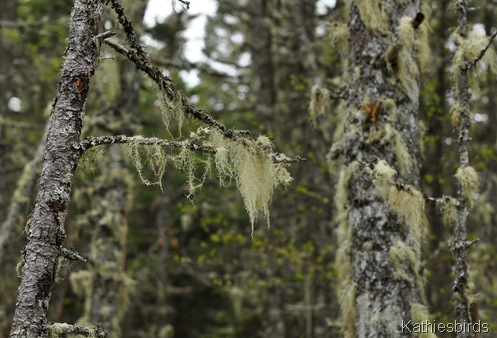 7. bearded moss-kab