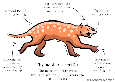 marsupial lion Thylacoleo carnifex