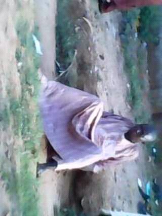 Hausa man caught raping a five year old boy