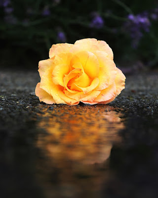 اجمل صورة وردة صفراء 2