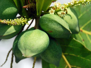 indian almond fruit images
