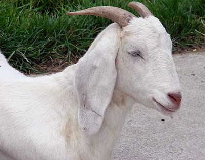 Most goats naturally have 2 horns of various shapes and sizes