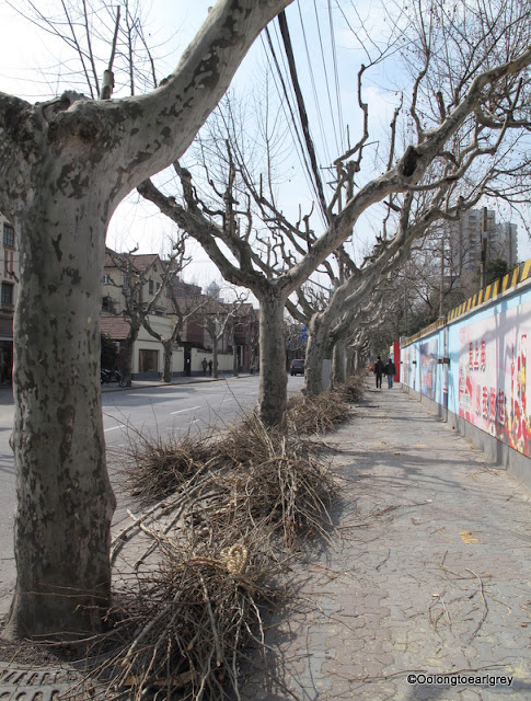 Plane Trees, Former French Concession, Shanghai, China