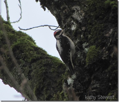 Hairy Woodpecker