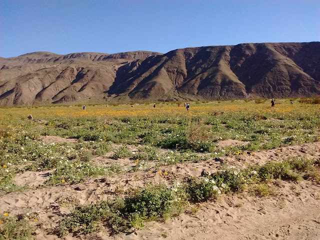 Flowers on Henderson Road