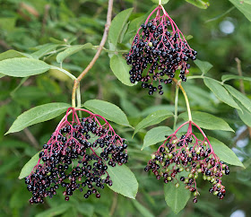 Elderberries on Elder, Sambucus nigra, on the Sevenoaks Wildlife Reserve on 14 August 2011.