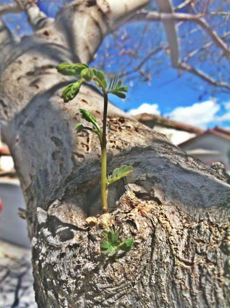 Spring